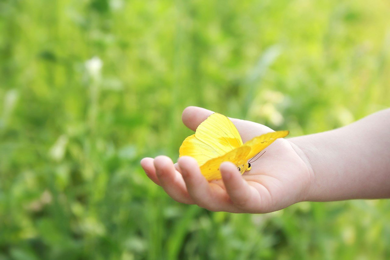 Dítě držící v rukou motýla